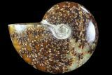 Polished, Agatized Ammonite (Cleoniceras) - Madagascar #88098-1